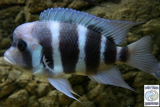 Cyphotilapia gibberosa 'Kipili'